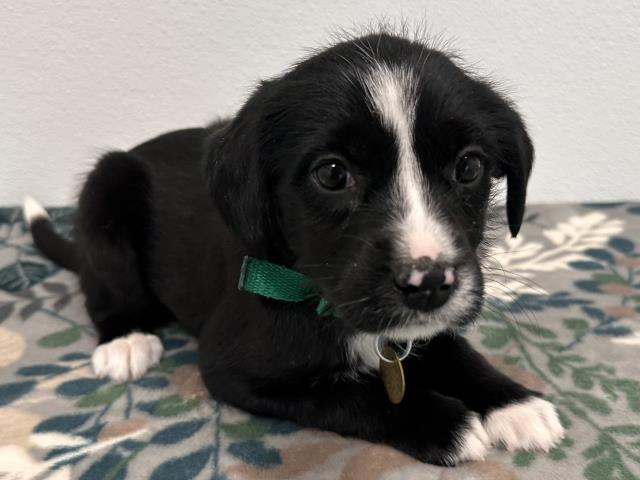 Madame Gasket - Female - Australian Shepherd-Dachshund St