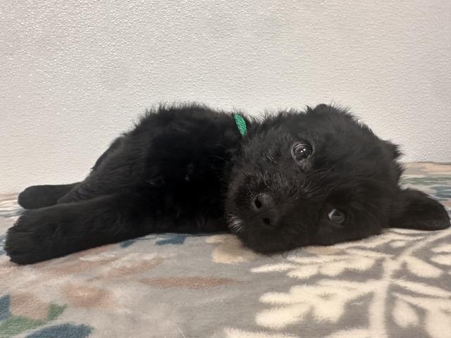 Piper - Female - Australian Shepherd-Dachshund St