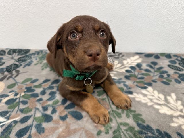 Snuggles - Female - Australian Shepherd-Dachshund St