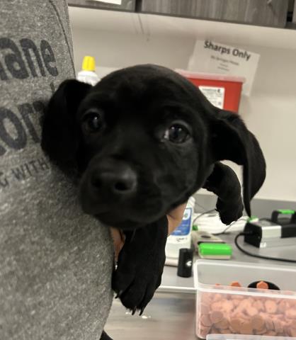 Naveen - Male - Chihuahua-Pit Bull