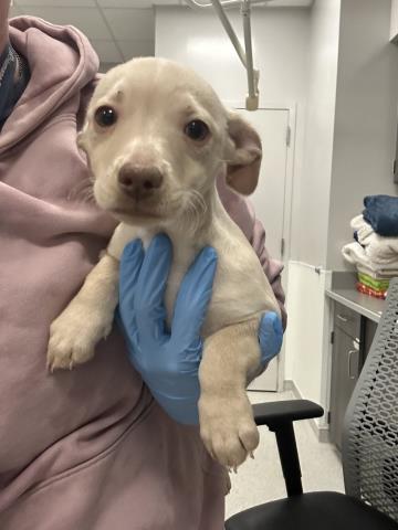 Elsa - Female - Chihuahua-Pit Bull