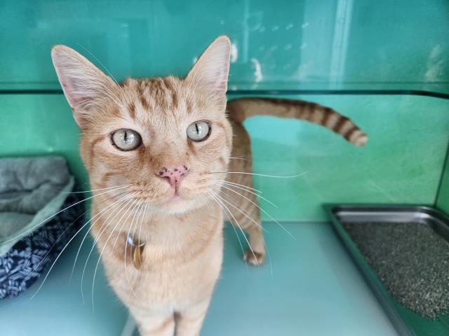 Simba - Male - Domestic SH