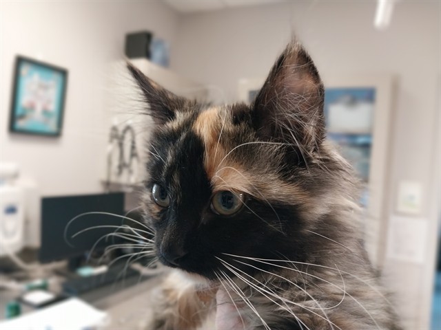 Poppyseed - Female - Domestic LH