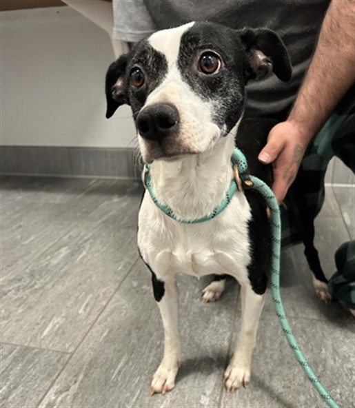 Moomoo - Female - Chihuahua-Mix