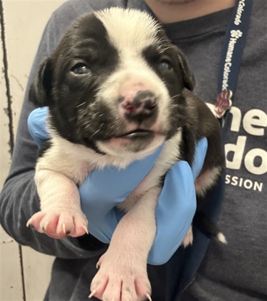  - Male - Chihuahua-Mix