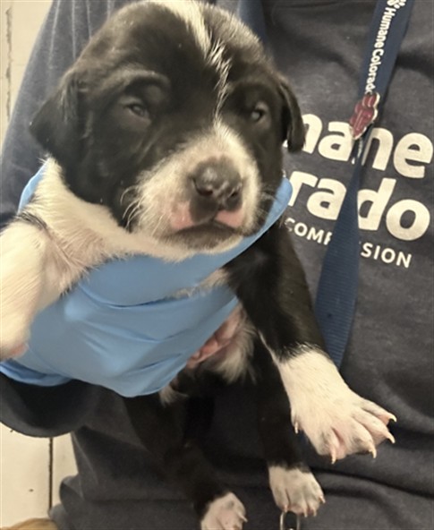  - Male - Chihuahua-Mix