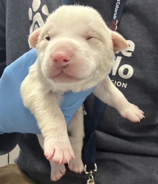  - Male - Chihuahua-Mix