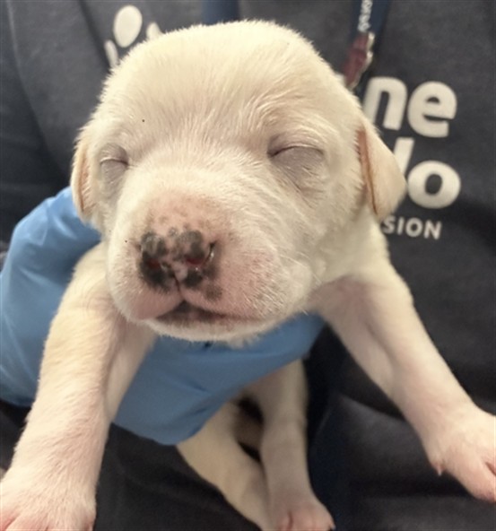  - Male - Chihuahua-Mix