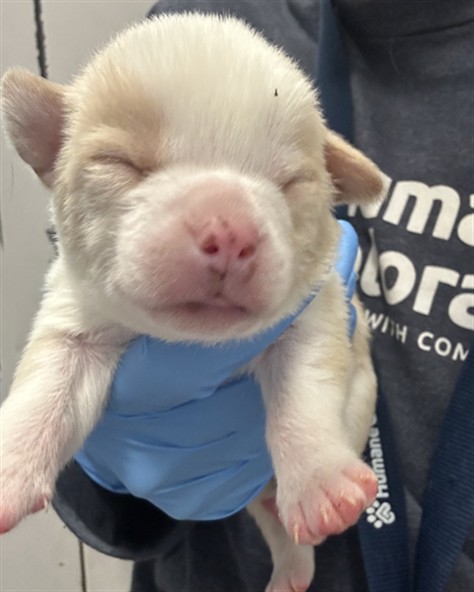  - Male - Chihuahua-Mix