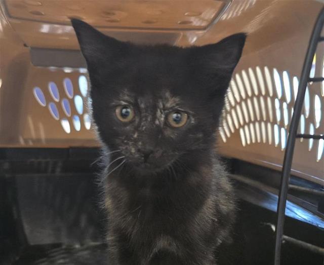 Esmeralda - Female - Domestic SH