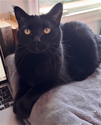 Mittens - Female - Domestic SH