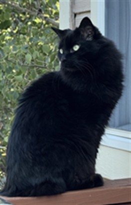 Shadow - Female - Domestic MH