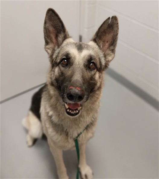 Bronson - Male - German Shepherd