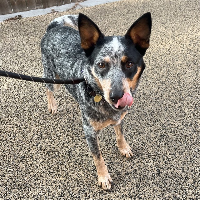 Milo - Male - Australian Cattle Dog