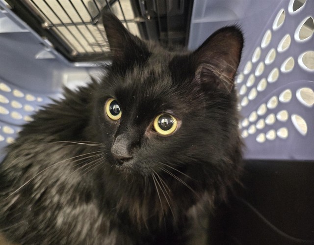 Chloe - Female - Domestic LH