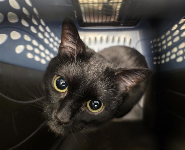 Luci - Female - Domestic SH