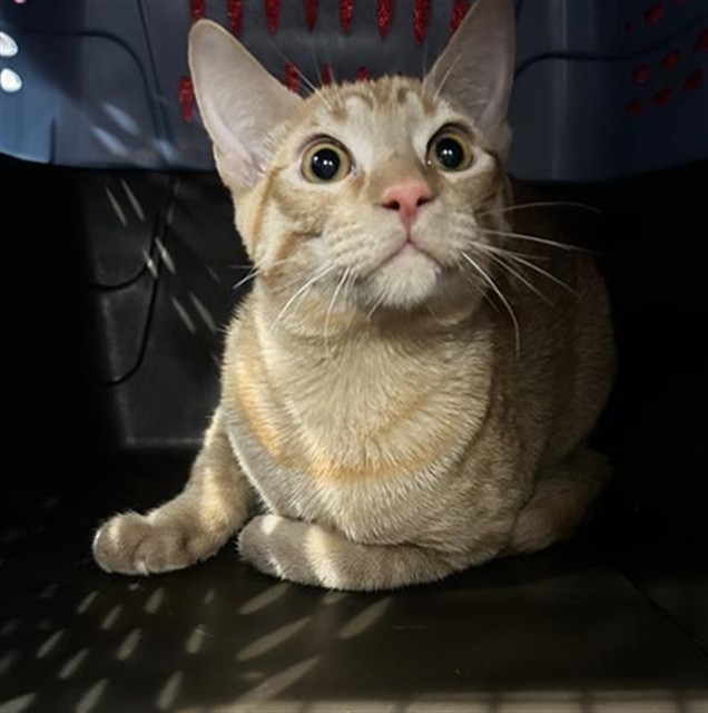 Inigo Montoya - Male - Domestic SH