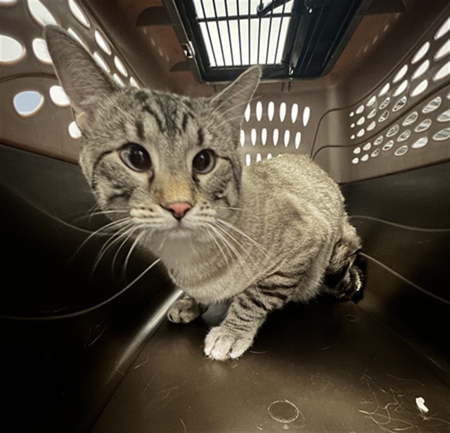 Buck - Male - Domestic SH