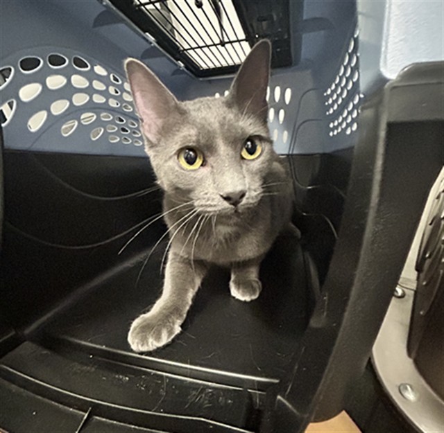 Calanthe - Female - Domestic SH