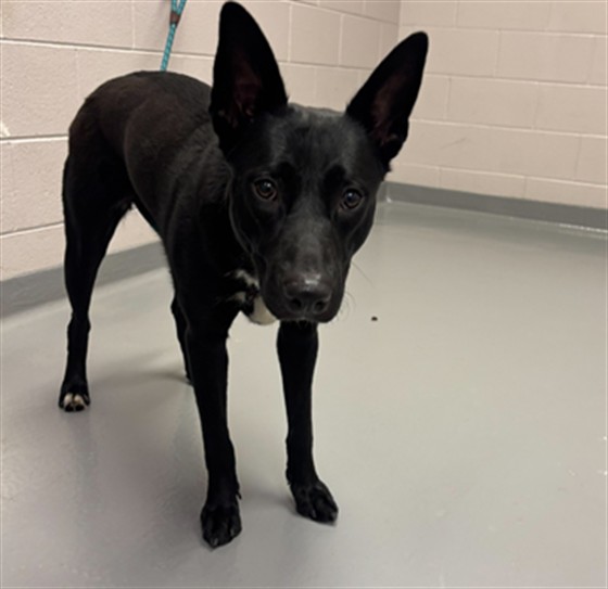 Lola - Female - Labrador Retriever-Siberian Husky