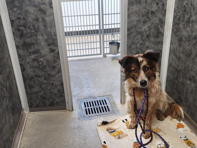  - Male - Australian Shepherd-Mix