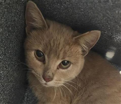  - Female - Domestic SH