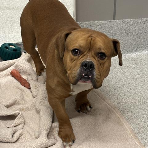  - Male - Pit Bull-English Bulldog