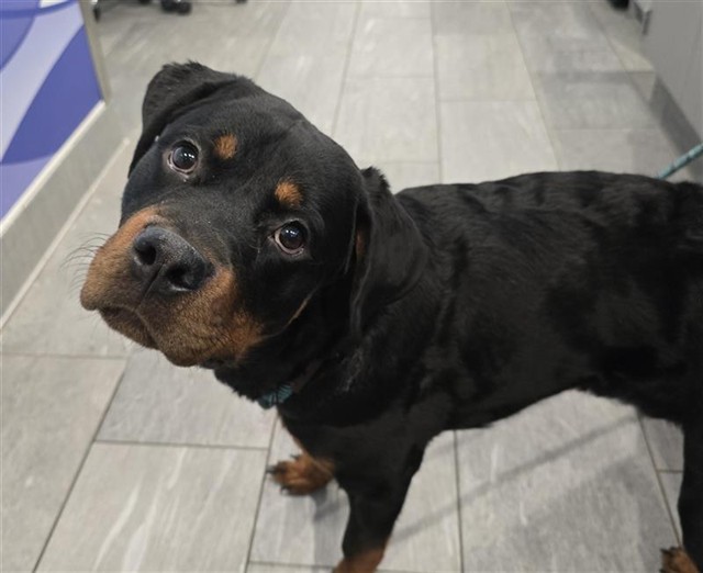 Rupert - Male - Rottweiler-Mix