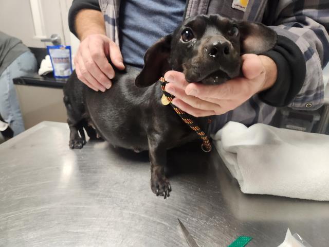  - Female - Dachshund St-Chihuahua