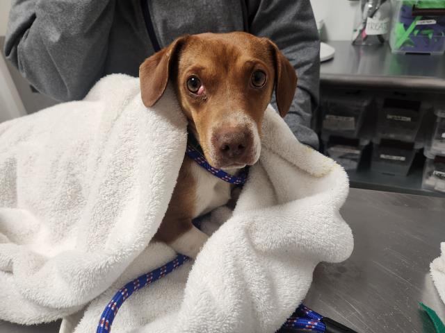  - Female - Dachshund St-Chihuahua