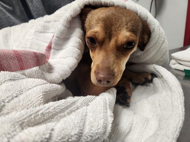  - Female - Chihuahua-Dachshund St