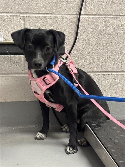 Ms Timbers - Female - Chihuahua