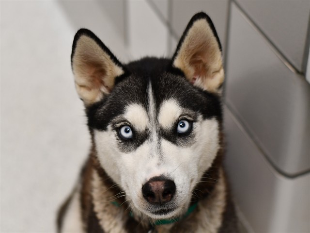 Sky - Female - Siberian Husky