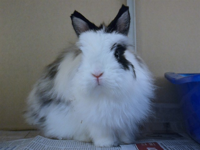 Maisie - Female - Dwarf