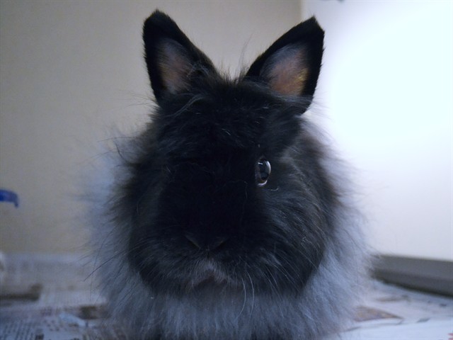 Angus - Male - Dwarf