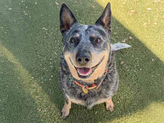 Osita - Female - Australian Cattle Dog