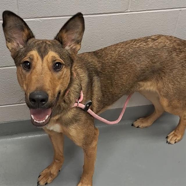 Leia - Female - German Shepherd