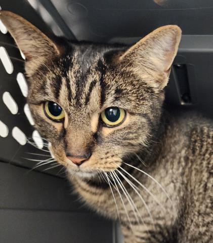 Tigress - Female - Domestic SH