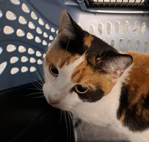 Florimel - Female - Domestic SH