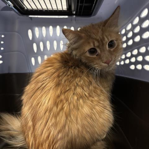  - Male - Domestic SH