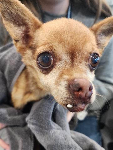 Nemo - Male - Chihuahua