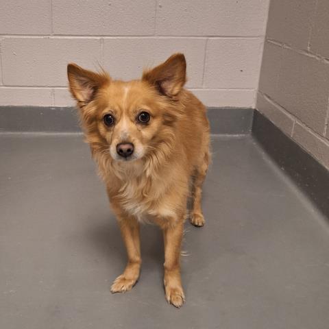  - Male - Long Haired Chihuahua