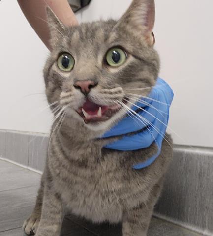  - Male - Domestic SH