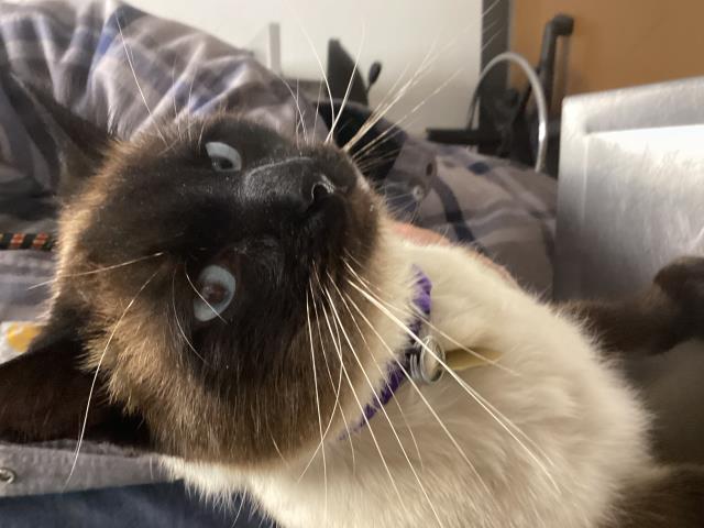  - Male - Domestic MH