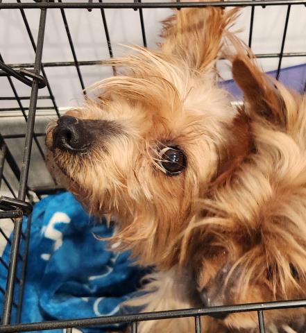  - Female - Yorkshire Terrier