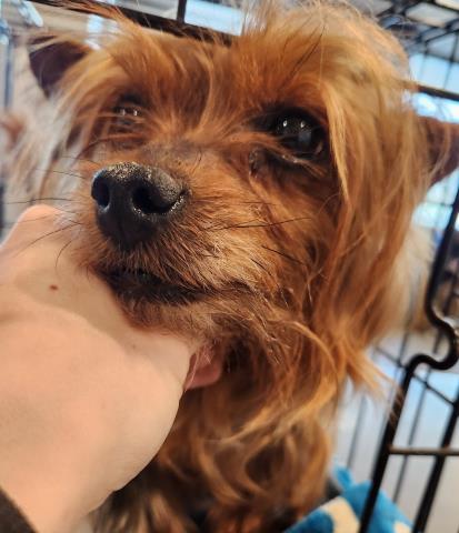  - Male - Yorkshire Terrier