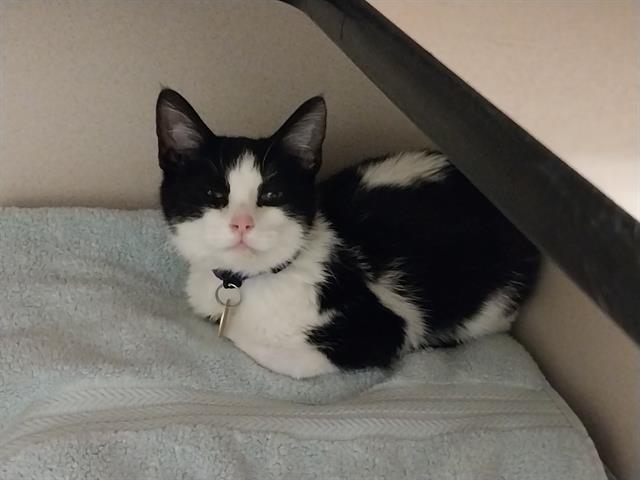 Mr Moo - Male - Domestic SH