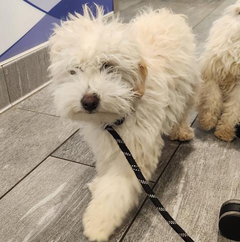  - Male - Miniature Poodle-Mix