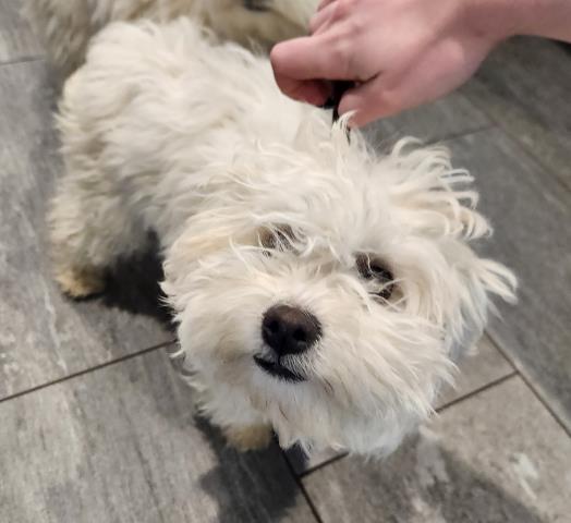  - Female - Miniature Poodle-Mix