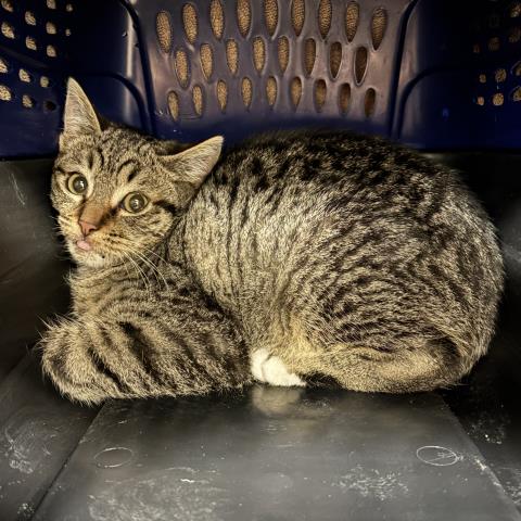  - Male - Domestic SH